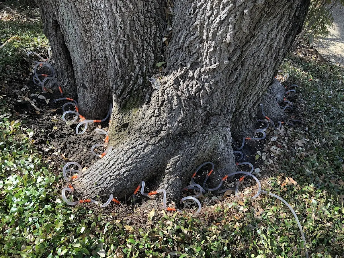 Detailed Tree Cabling and Bracing job site in Blairsville