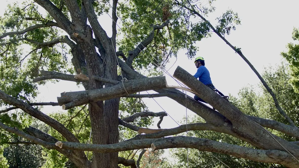 Professional Hazardous Tree Removal performed by certified arborists in Blairsville